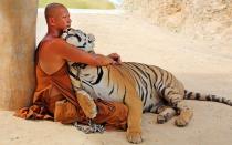 Характеристика мужчин и женщин Дев, рождённых в год Тигра Как тигр дева мужчина обижается